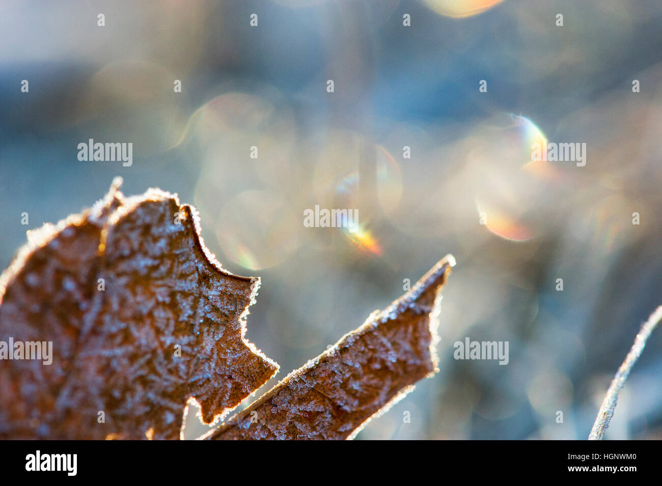 Ein Makro-Detail von einem gefrorenen Blatt mit einem farbigen Hintergrund. Stockfoto