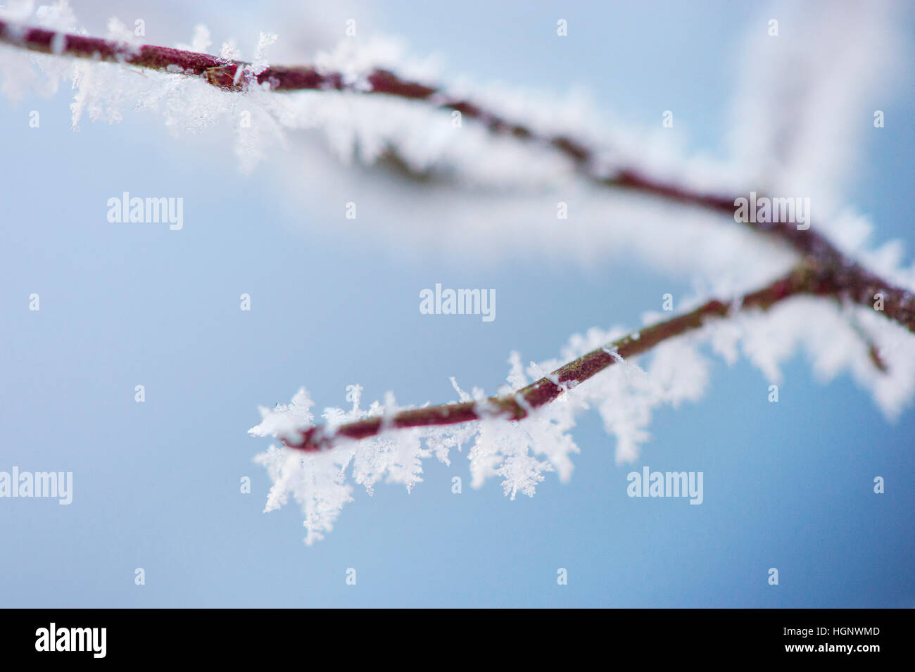 Frost bedeckt Zweig in den kalten Wintermonaten. Stockfoto