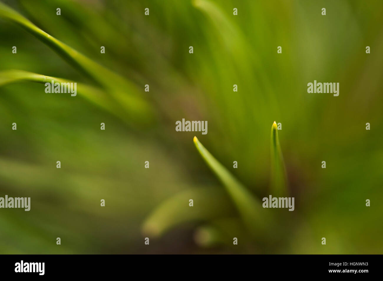 Ein Makro-Detail der grünen Tannennadeln. Stockfoto