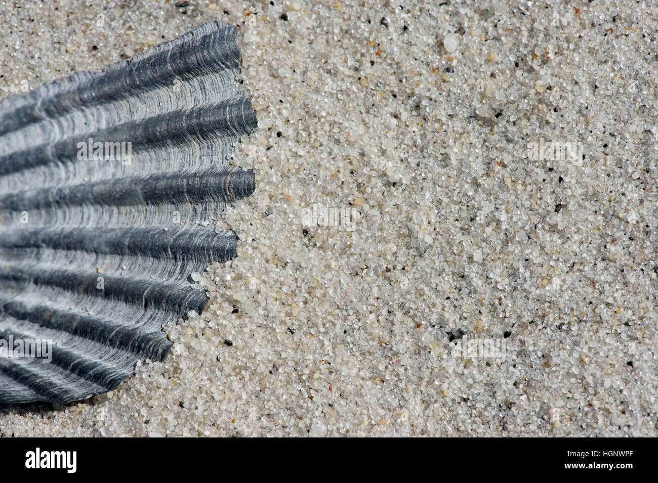 Ein Makro-Detail einer Muschel im Sand am Strand Stockfoto