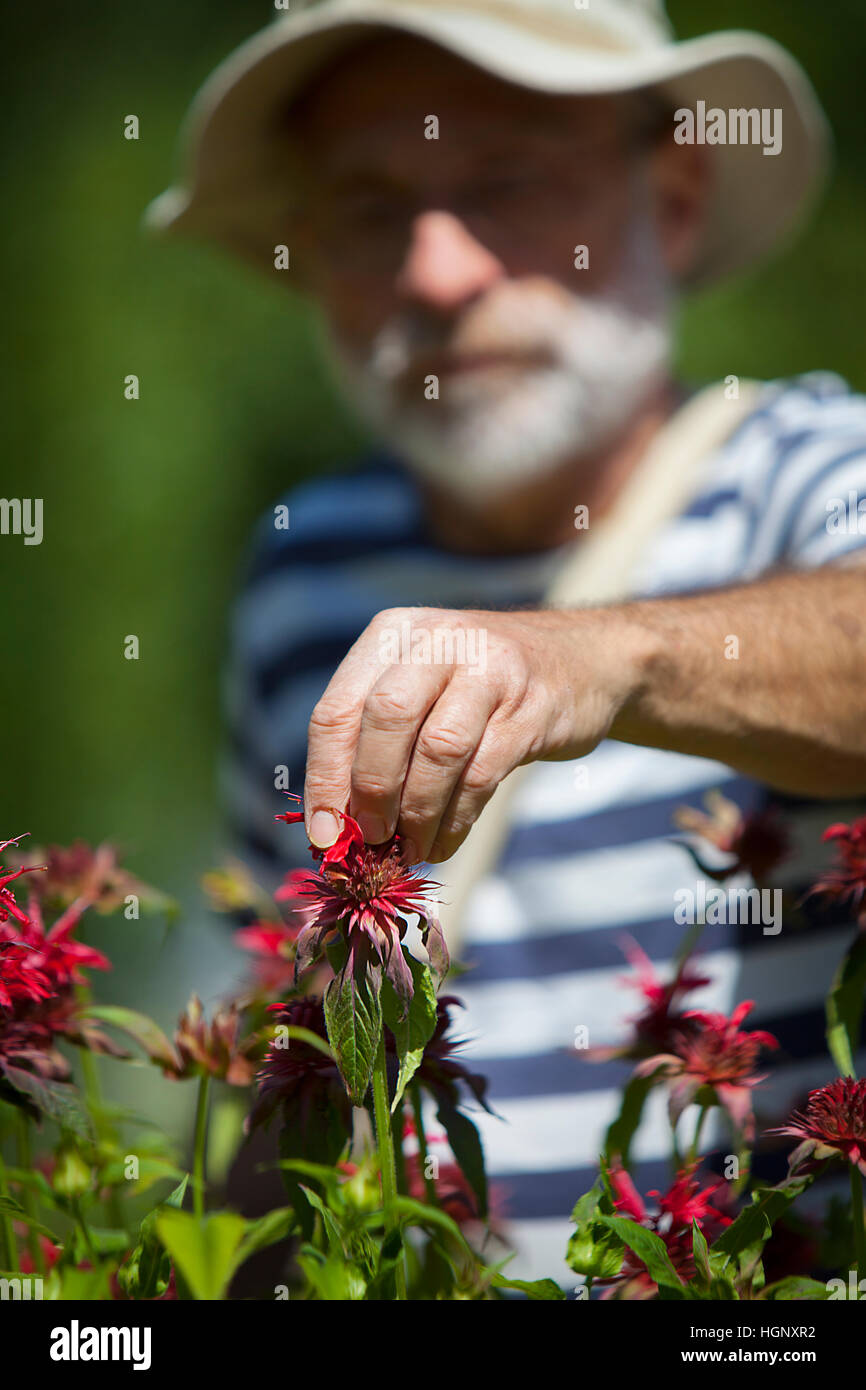 HERBALIST Stockfoto