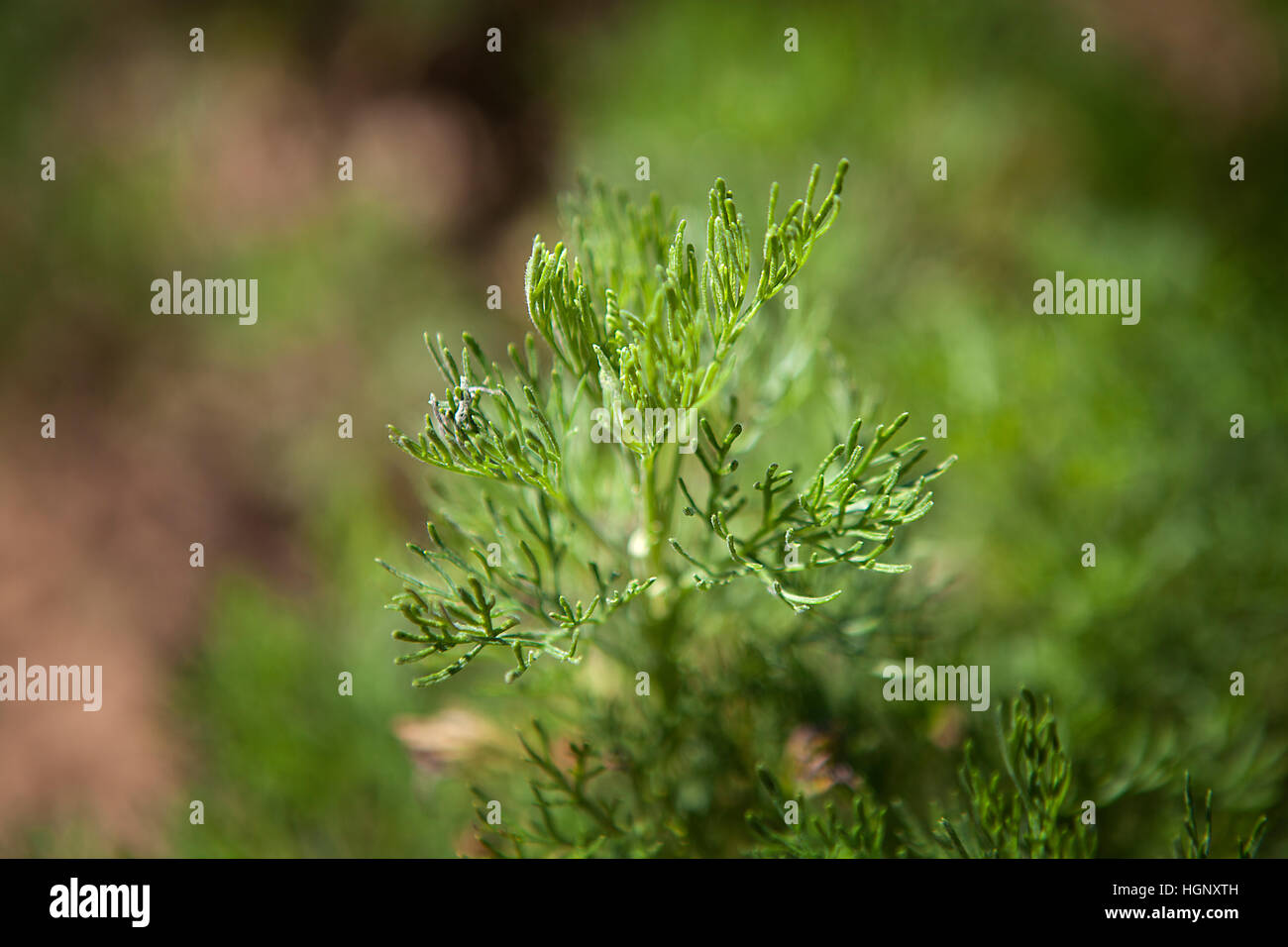 HERBALIST Stockfoto