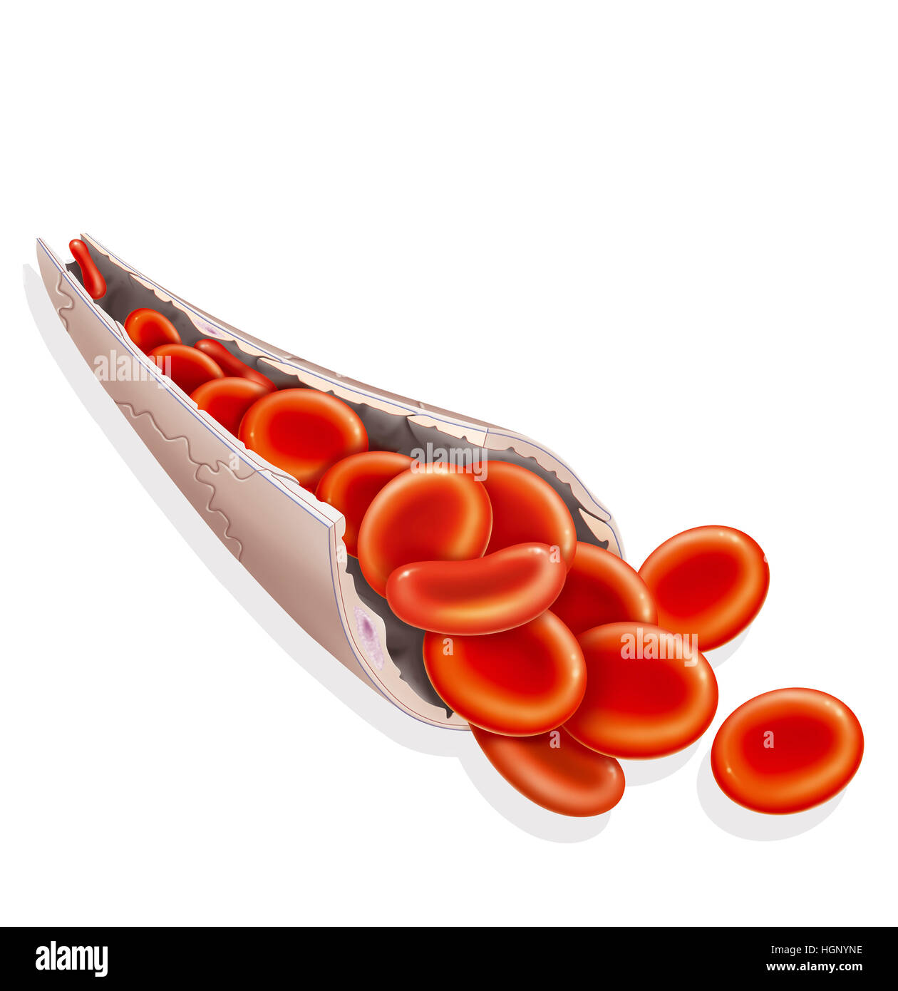 ARTERIE, ILLUSTRATION Stockfoto