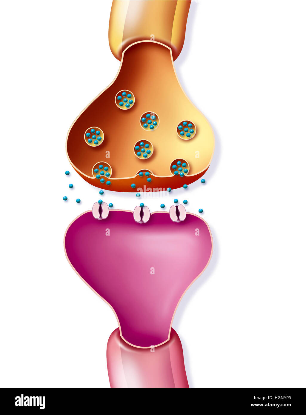 SYNAPSE-ILLUSTRATION Stockfoto