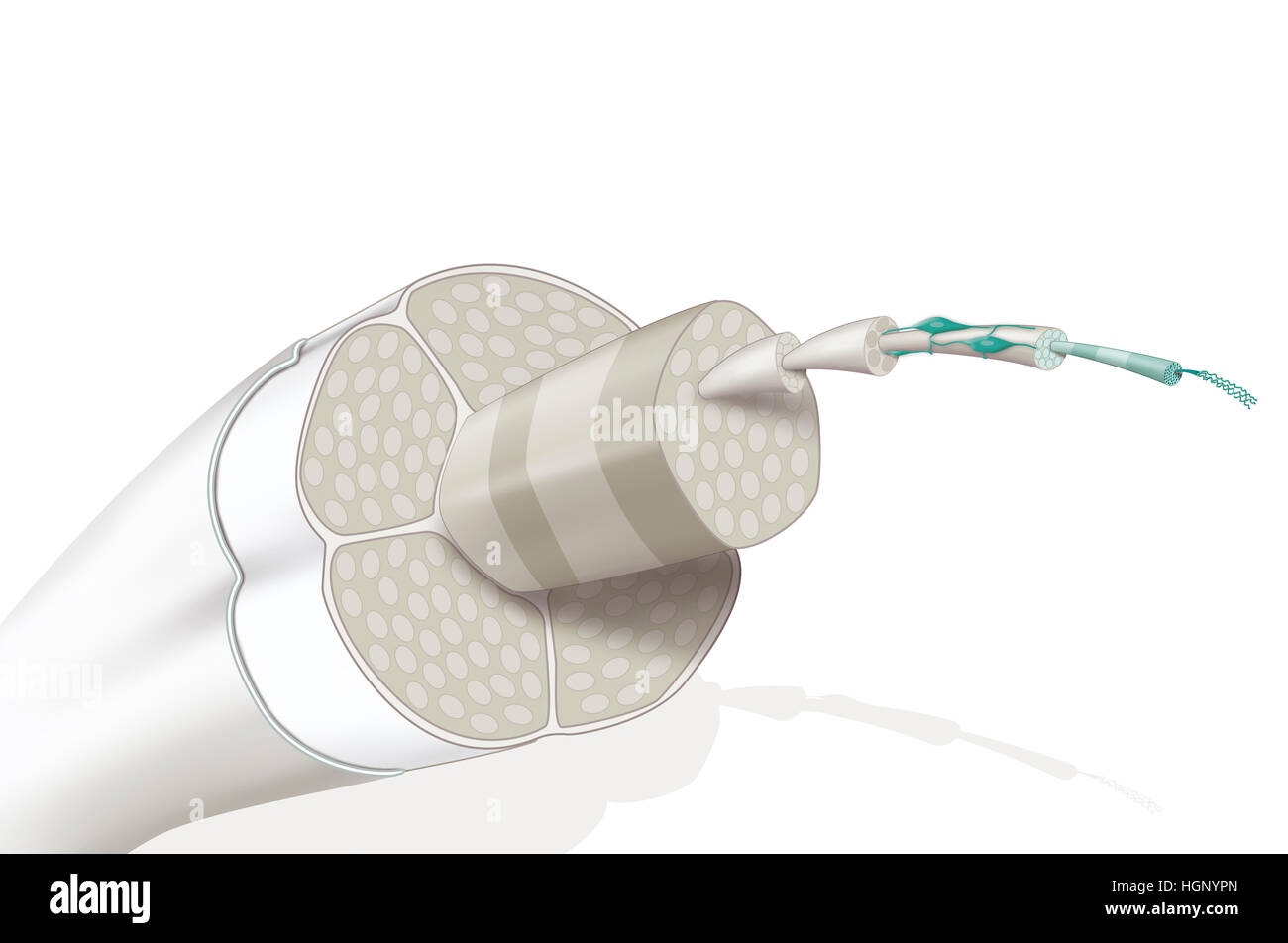 SEHNE, ILLUSTRATION Stockfoto