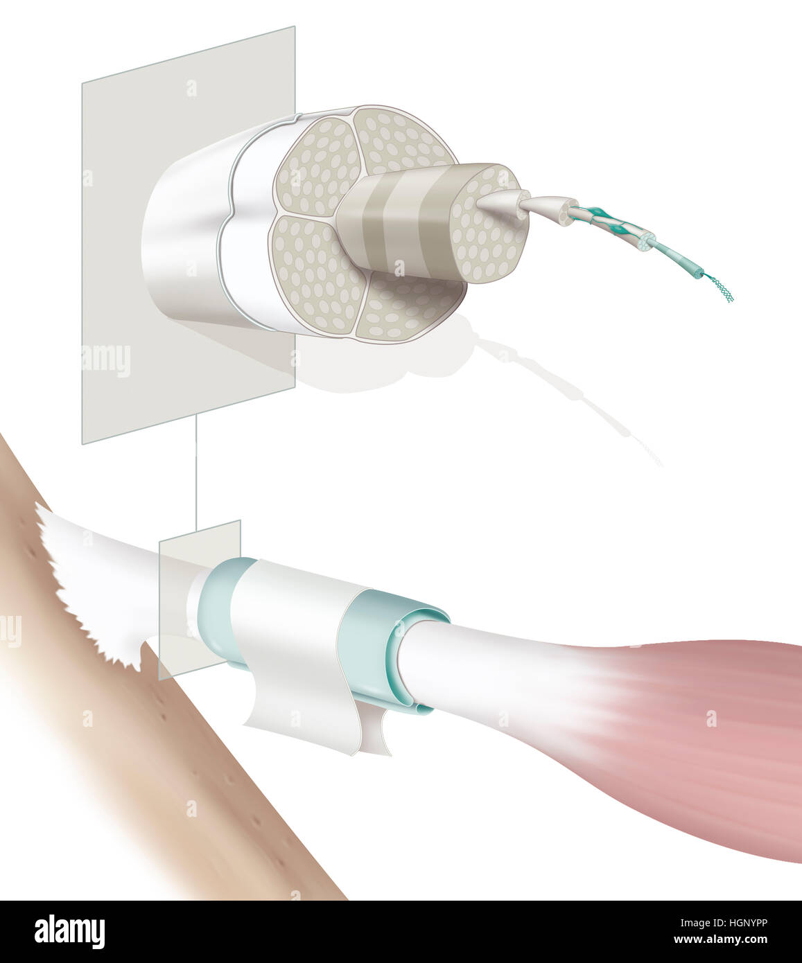 SEHNE, ILLUSTRATION Stockfoto