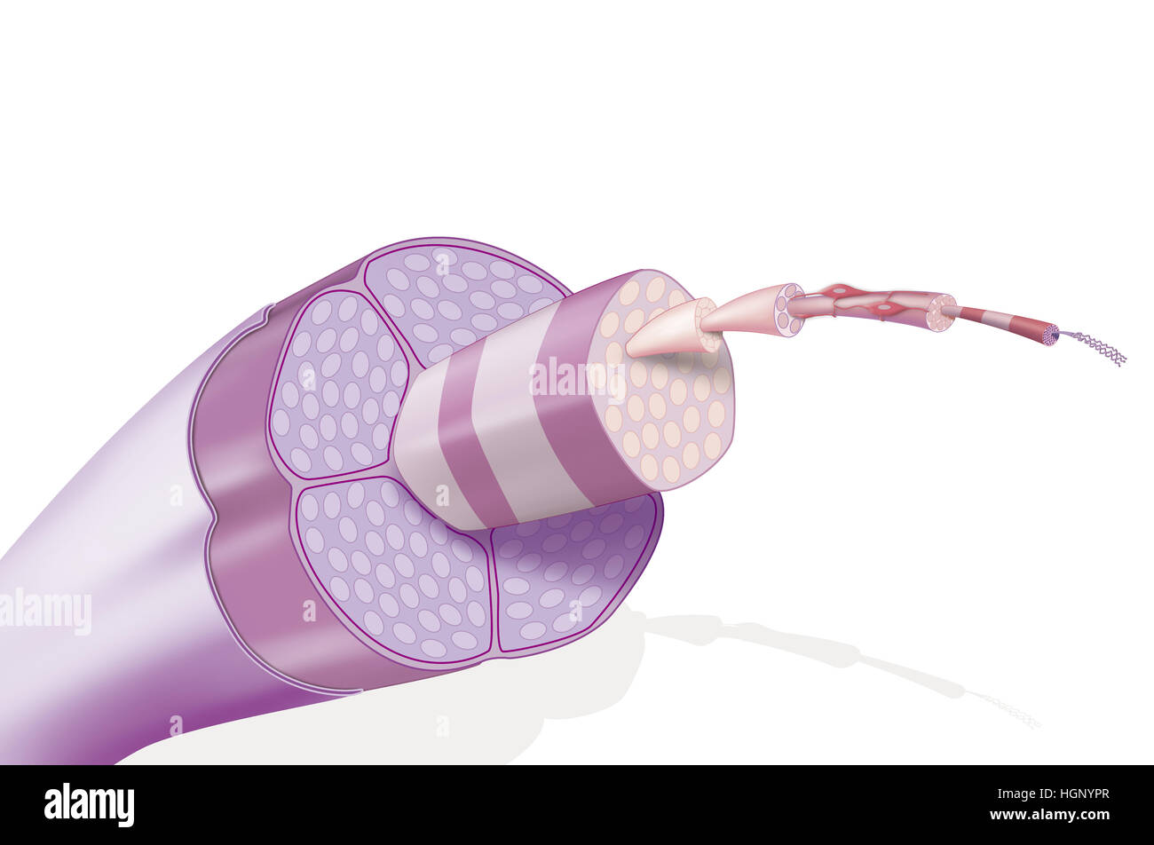SEHNE, ILLUSTRATION Stockfoto
