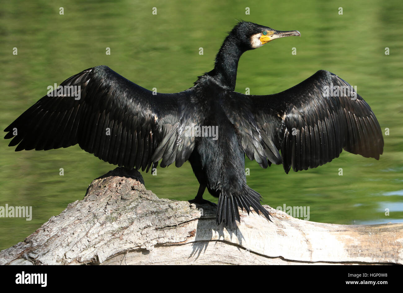 Ein Kormoran (Phalacrocorax Carbo) mit Flügeln weit offen trocknen nach der Jagd unter Wasser. Stockfoto