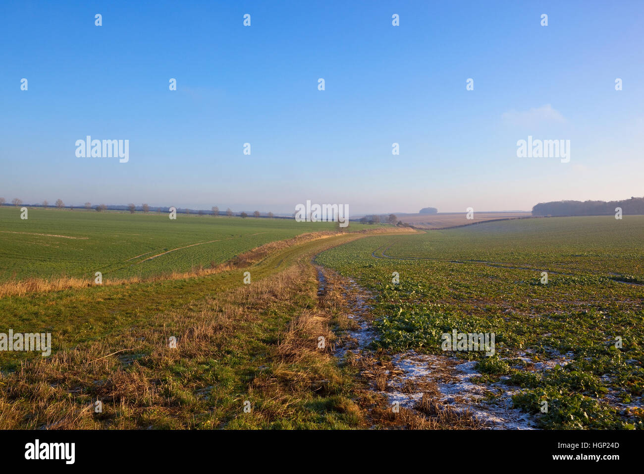 Eine grasbewachsene Maultierweg in einen englischen Landschaftsgarten mit Raps und Getreide ernten unter strahlend blauem Himmel im Winter. Stockfoto