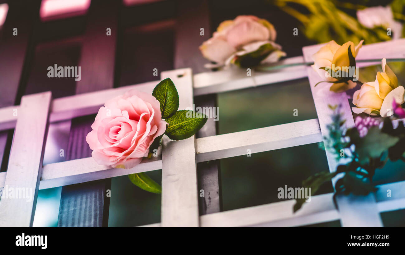 Einige Rosen Auf Einem Gartenzaun Stockfoto Bild 130792069 Alamy