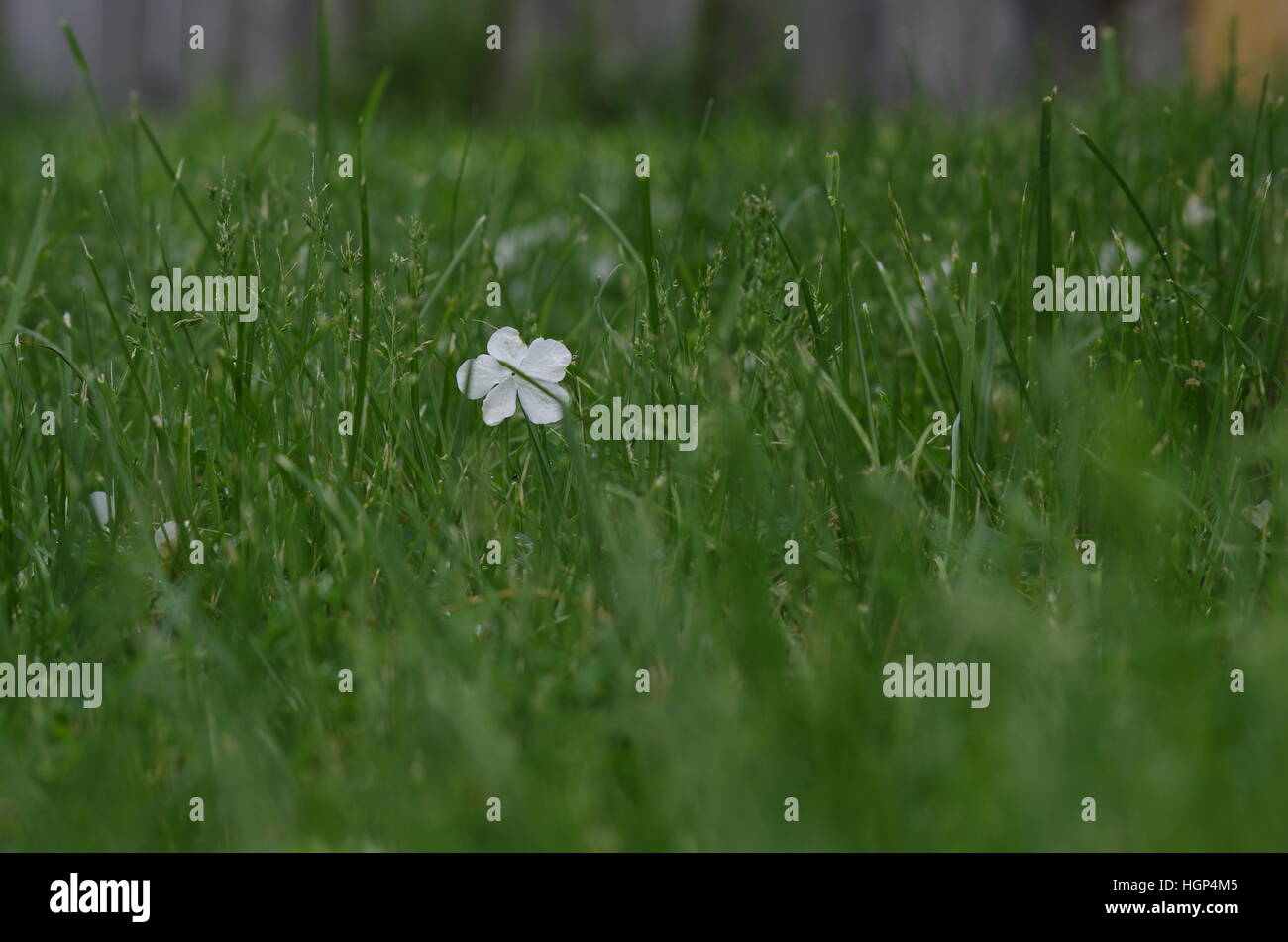 Weißer Schneeball Busch Blume Verlegung in Grasgrün mit Holzzaun in unscharfen Hintergrund Stockfoto