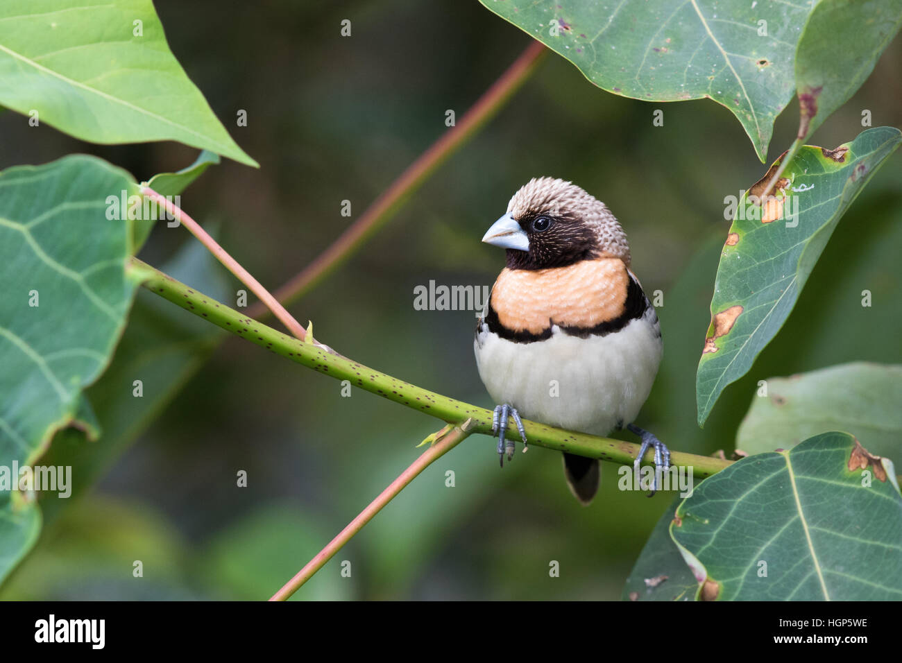 Kastanien-breasted Männchen (Lonchura Castaneothorax) Stockfoto