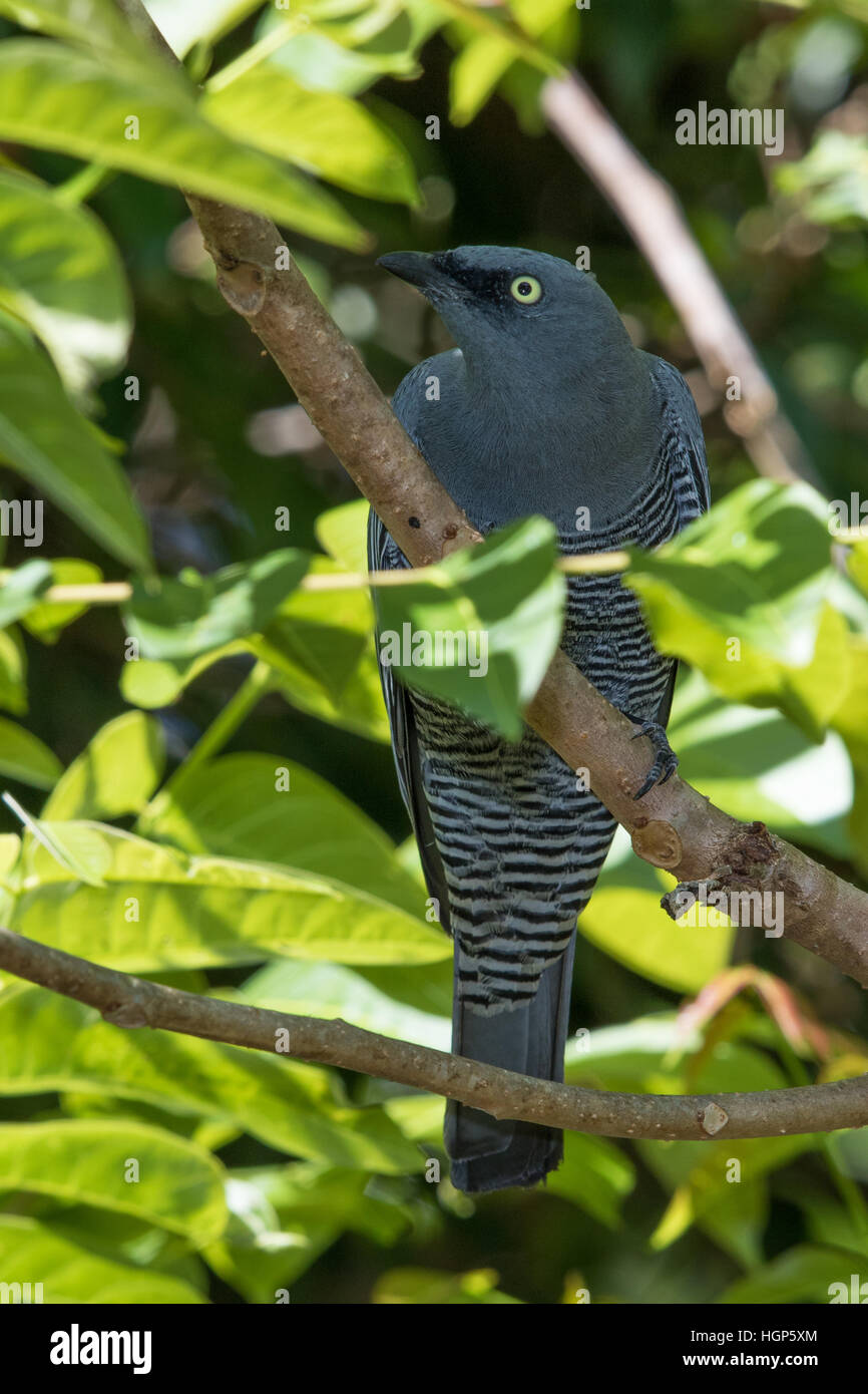 Vergitterten Kuckuck-Shrike (Coracina Lineata) Stockfoto