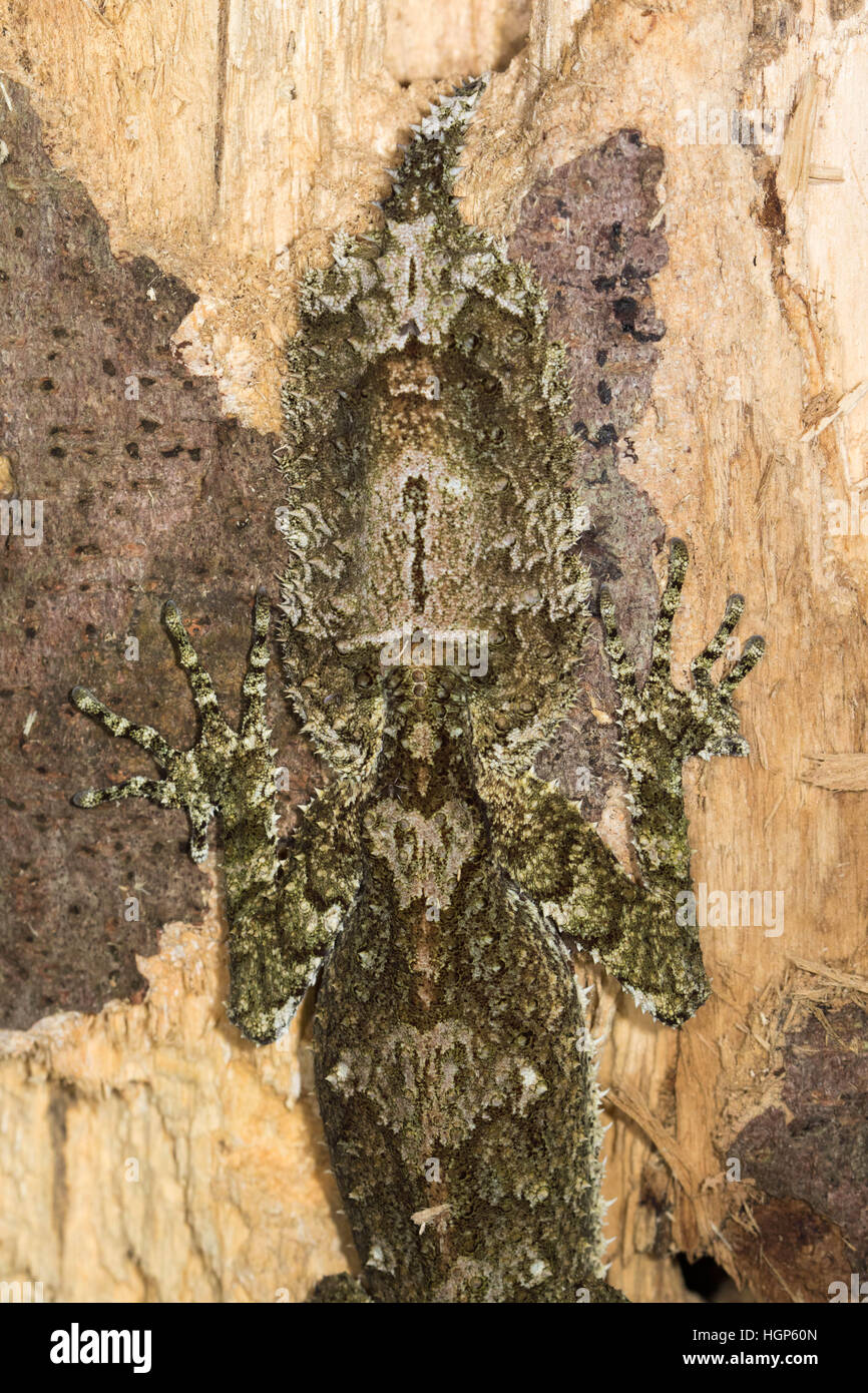 Heck des nördlichen Blatt-tailed Gecko (Saltuarius Cornutus) hat eine starke Ähnlichkeit mit dem Kopf Stockfoto