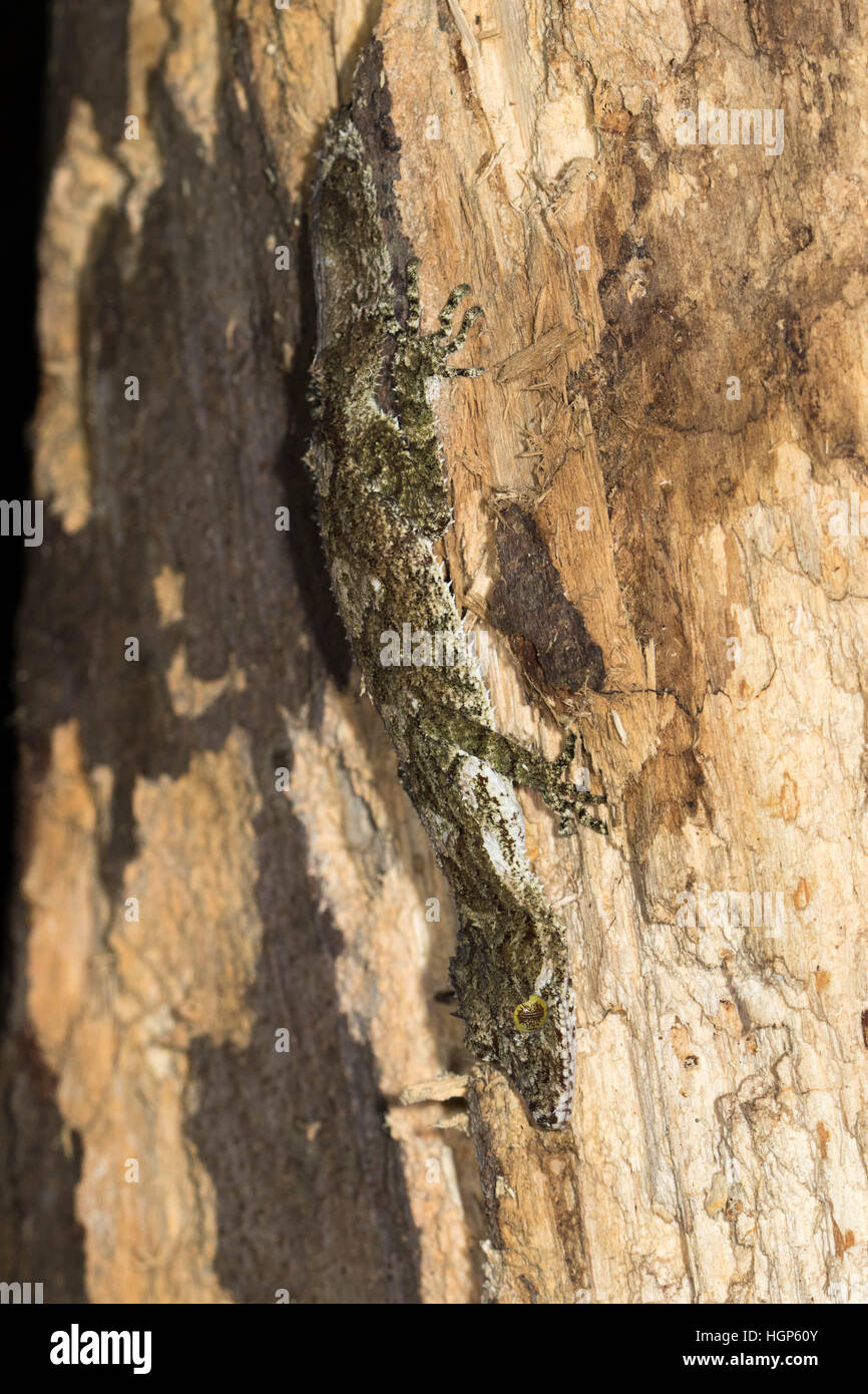 Nördlichen Blatt-tailed Gecko (Saltuarius Cornutus) Stockfoto