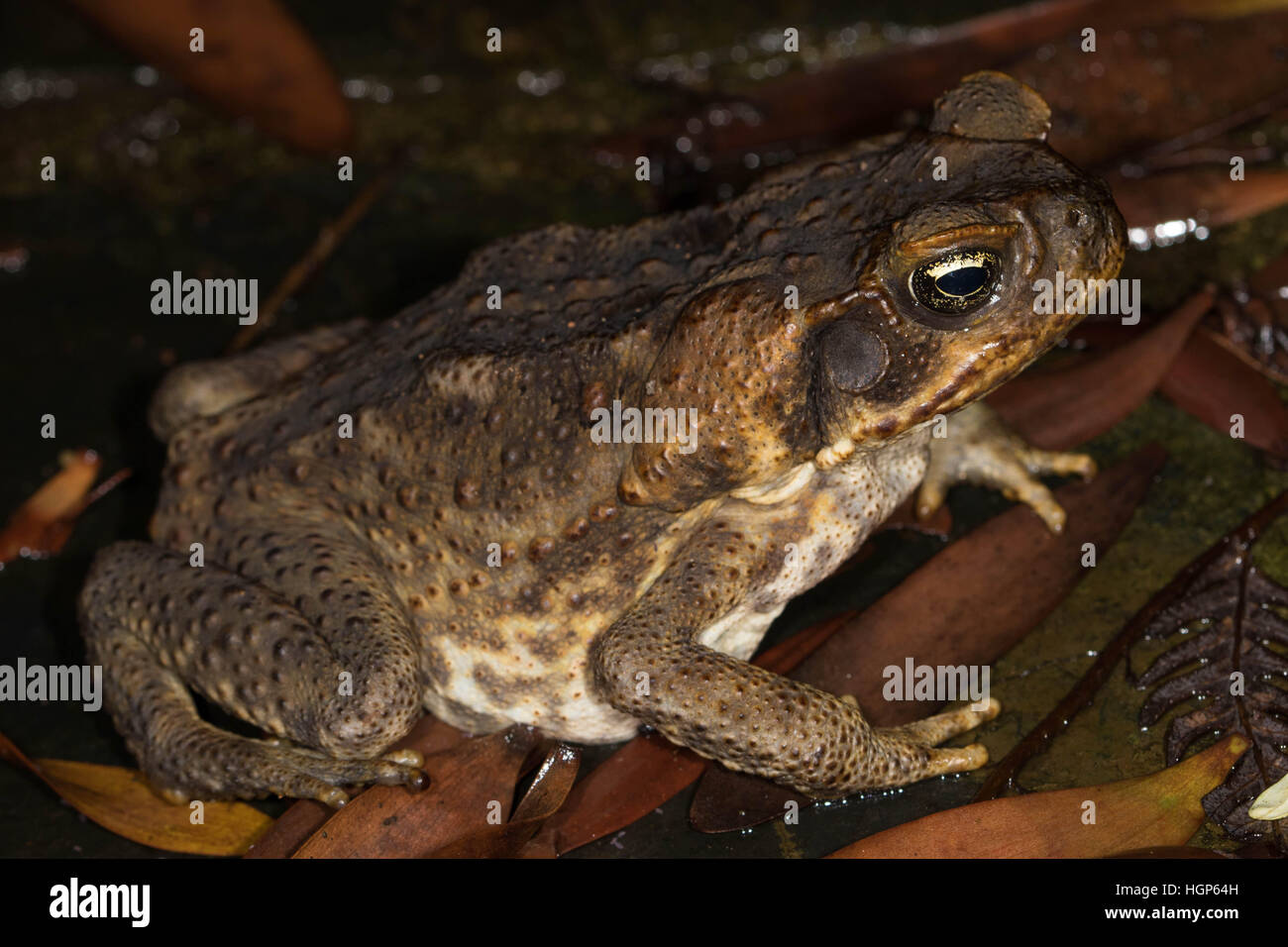 Cane Toad (Schädlingsbekämpfer Marina) Stockfoto