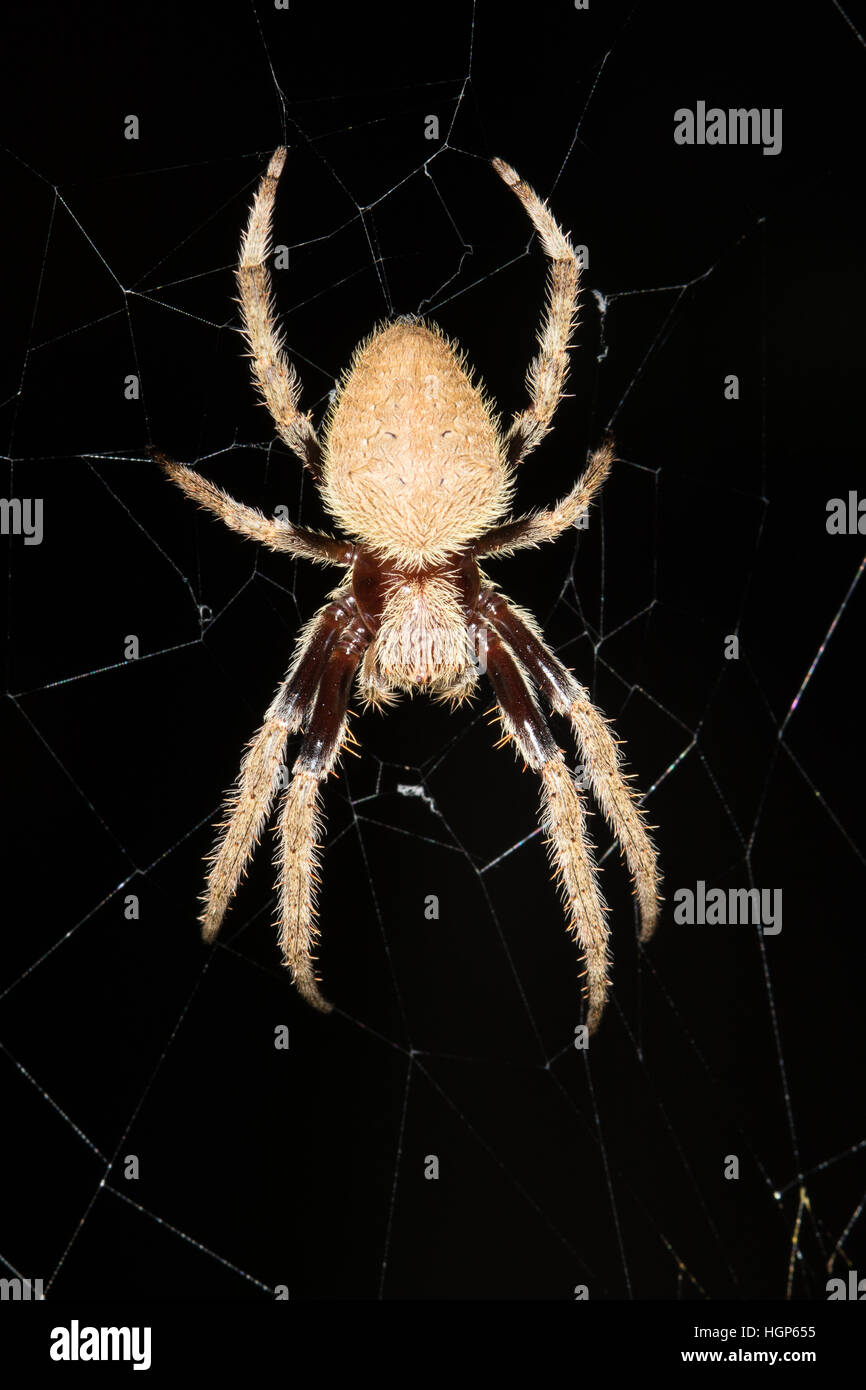 Australischer Garten Orb Weaver Spider (Eriophora Transmarina) im Zentrum von seinem Steg Stockfoto