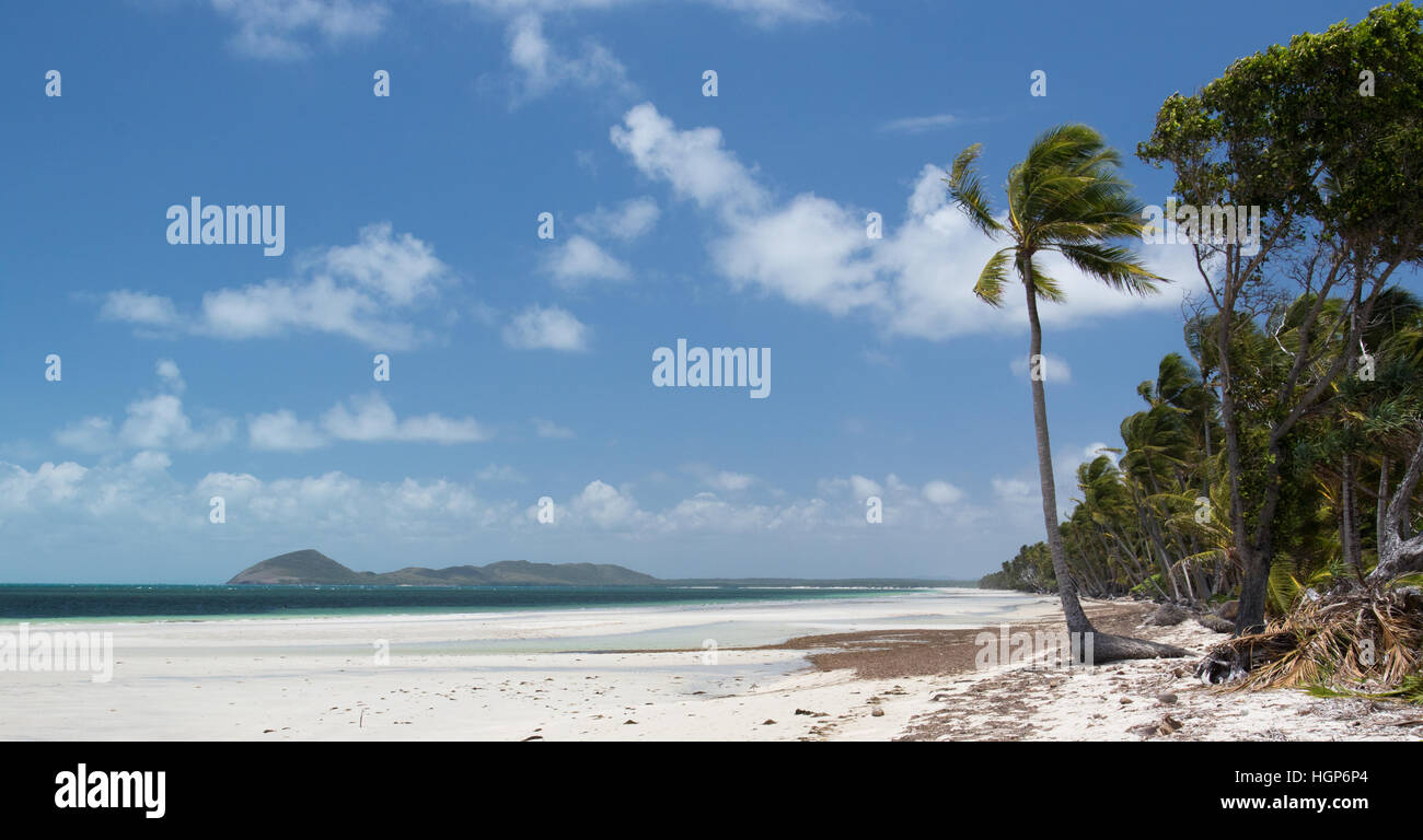 Palmen am Rande des Chili Beach, Cape York, Queensland, Australien Stockfoto