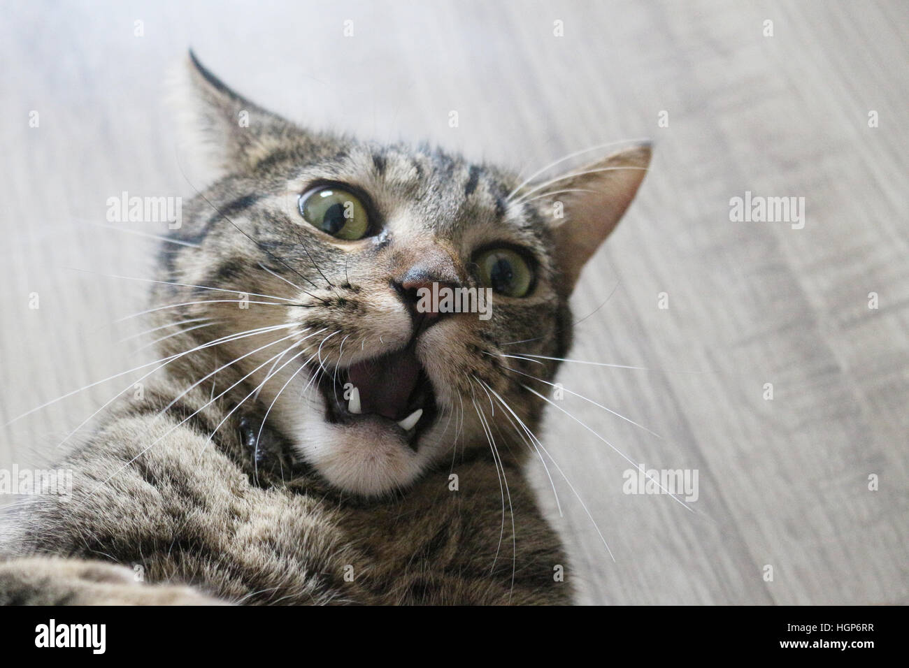 In der Mitte der Witz macht die Katze ein Gesicht Erstaunen, Angst und Empörung. Stockfoto