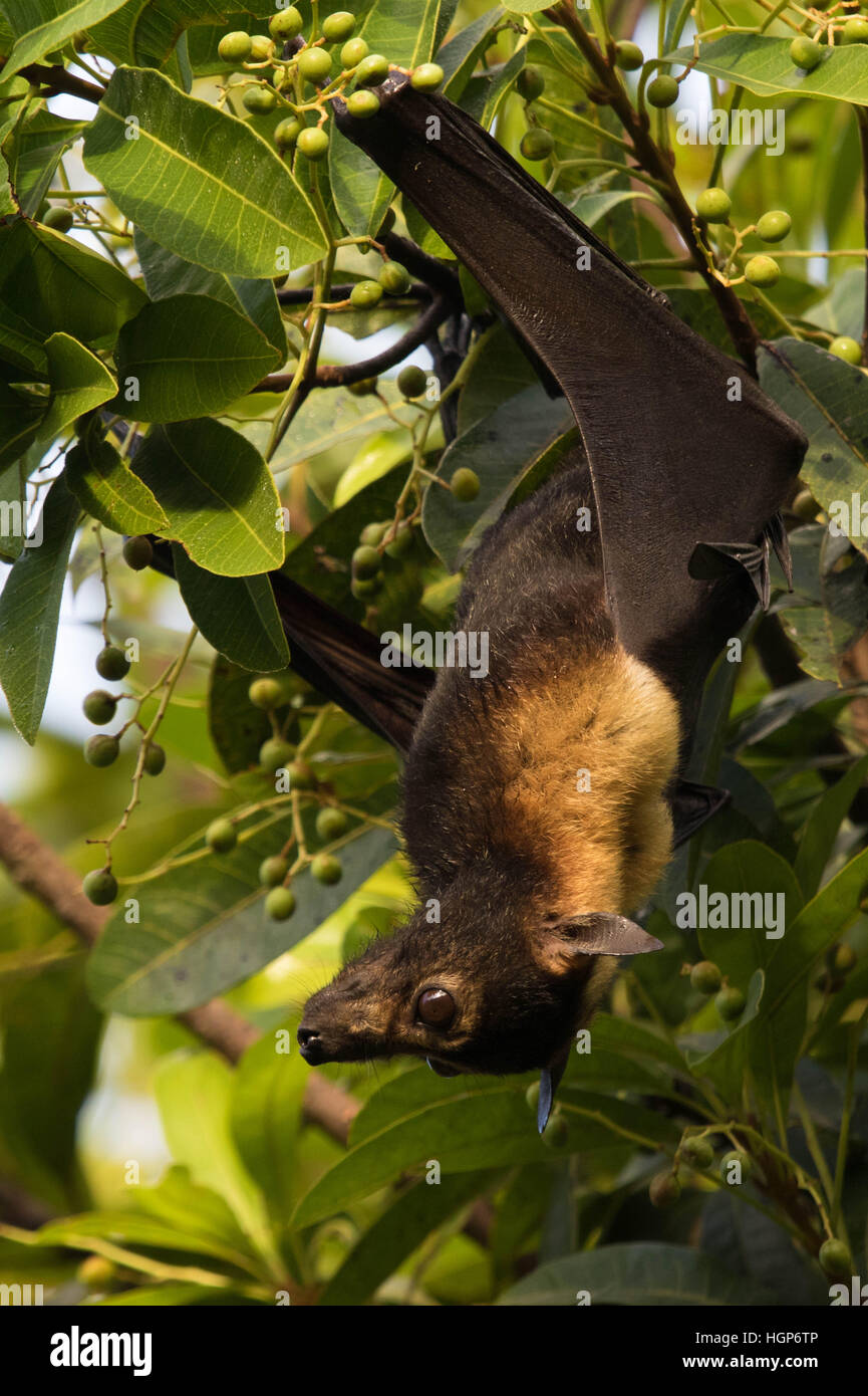 Brillentragende-Flughund (Pteropus Conspicillatus) Verzehr von Obst bei Tageslicht Stockfoto