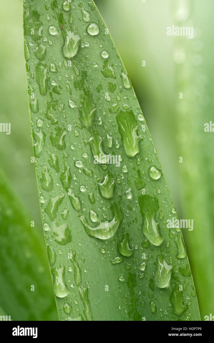 Illyrian Meer Lily Pancratium Illyricum Blatt mit Regen DropsCorsica Frankreich Stockfoto