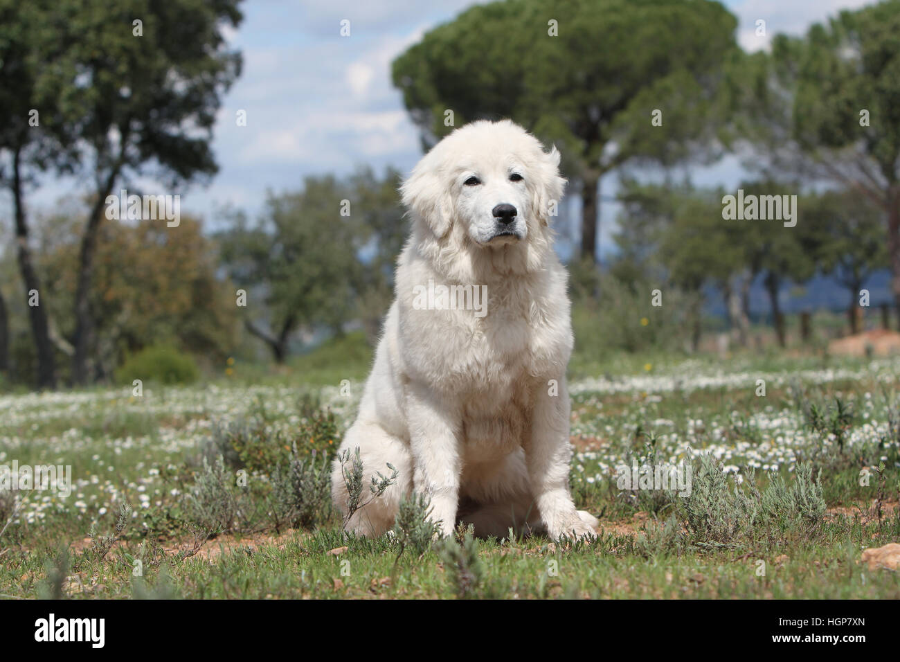 Hund Polish Tatra Sheepdog / Tatra Gebirge Sheepdog / Podhale Erwachsenen sitzen auf einer Wiese Stockfoto