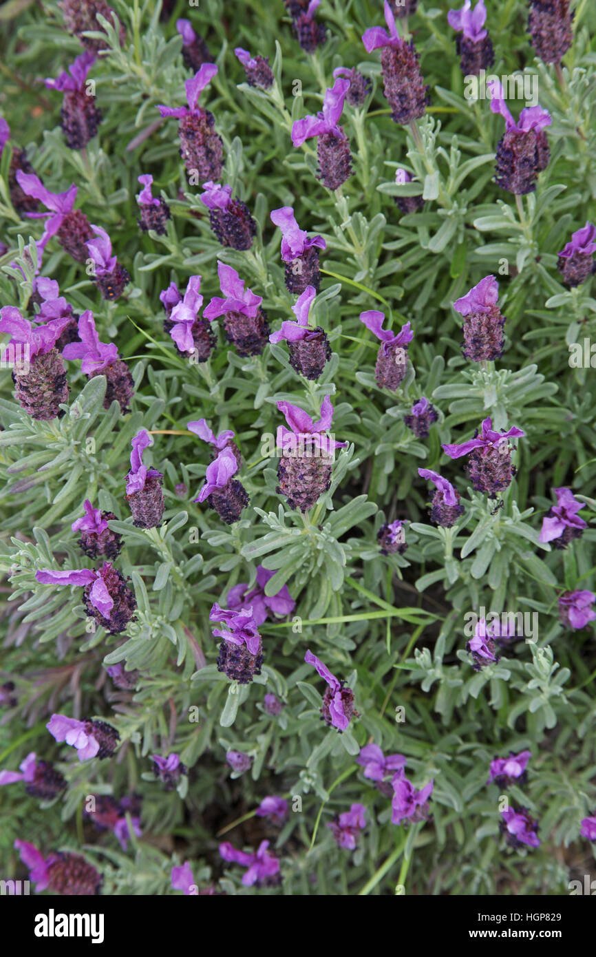 Französischer Lavendel Lavandula Stoechas Korsika Frankreich Stockfoto