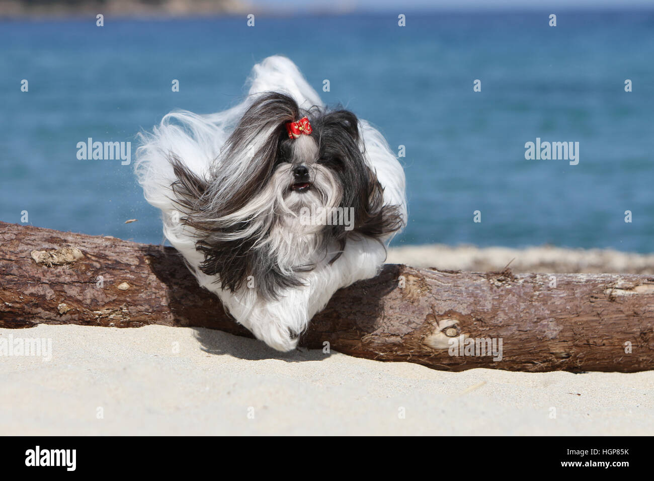 Shih Tzu Hund adult Erwachsene springen springen auf dem sandigen Strand schwarz/weiß Stockfoto