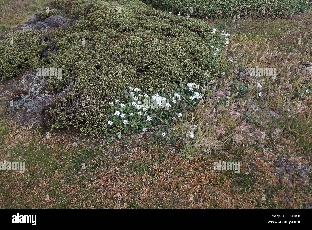 Falkland Lavendel Perezia Recurvata mit Diddle-Dee Empetrum Rubrum über die Falkland-Inseln Stockfoto