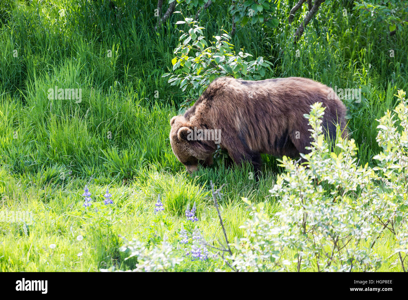 Ein Alaskan Braunbär Fütterung auf Rasen Stockfoto
