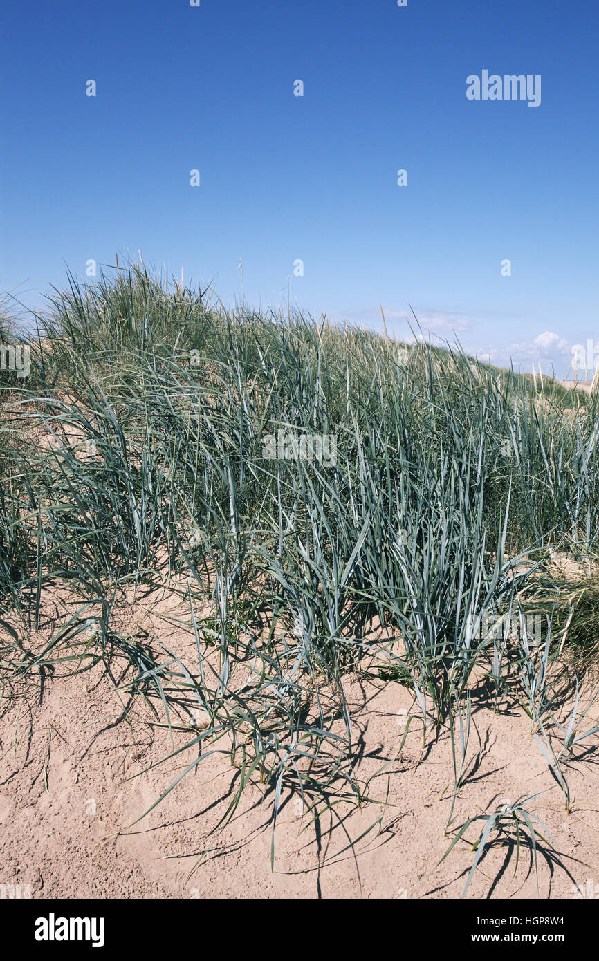 Dünengebieten Grass Ammophila arenaria Stockfoto