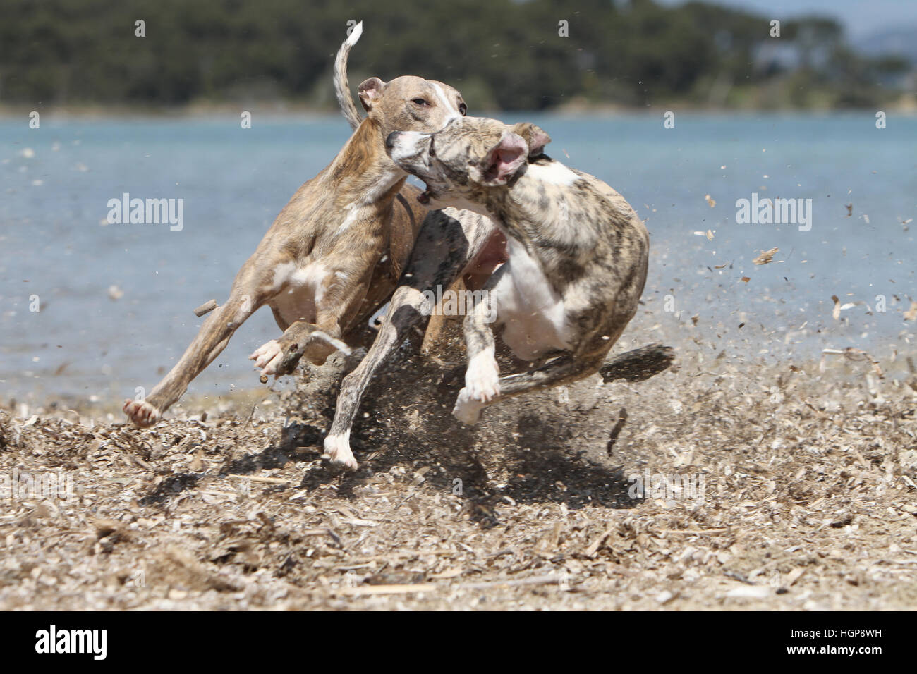 Hund Whippet (englischer Greyhound Miniatur) zwei Erwachsene, die auf dem Strand-Spiel spielen zu spielen Stockfoto