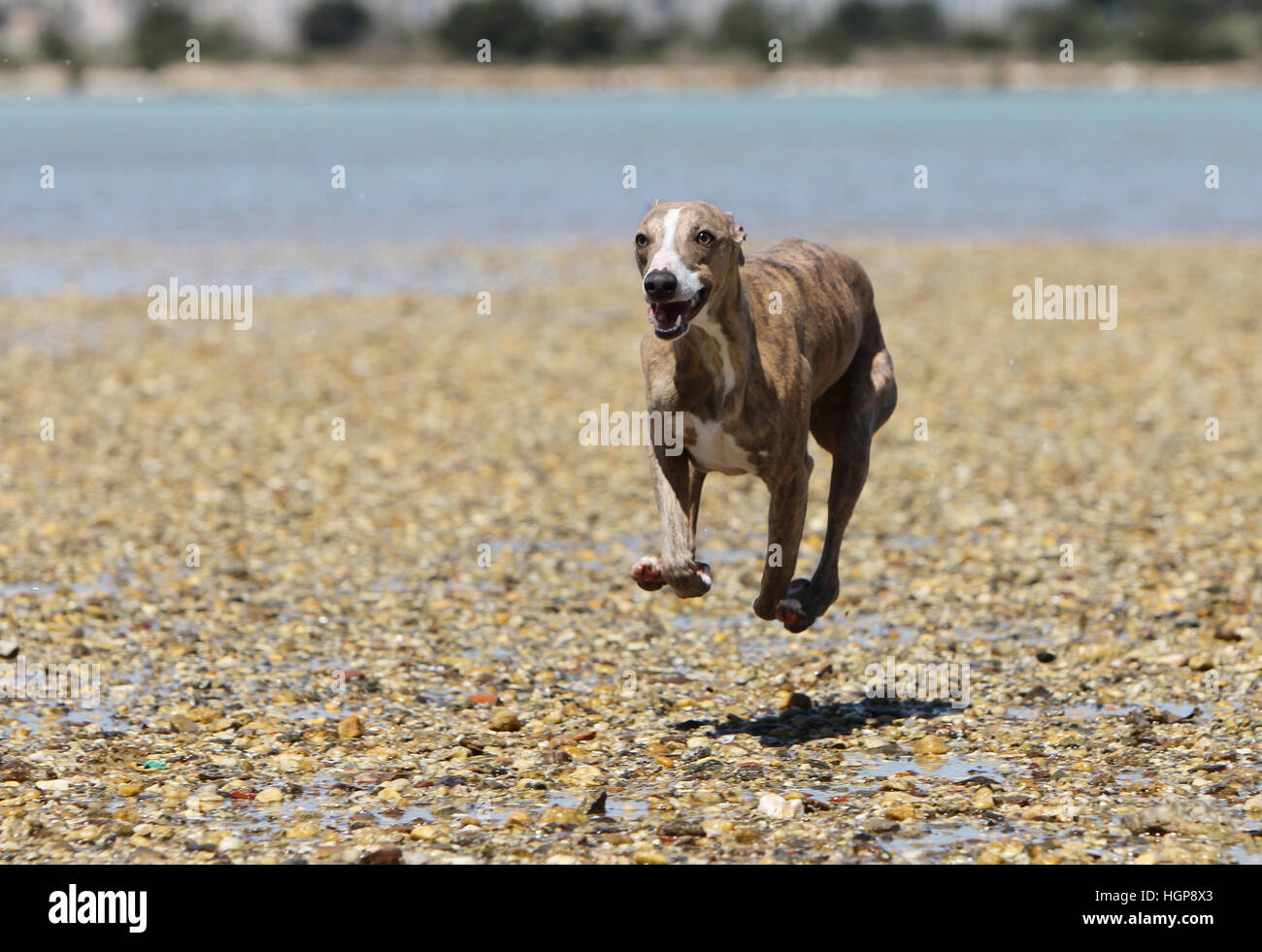 Whippet Racing Lure Coursing Stockfotos &amp; Whippet Racing