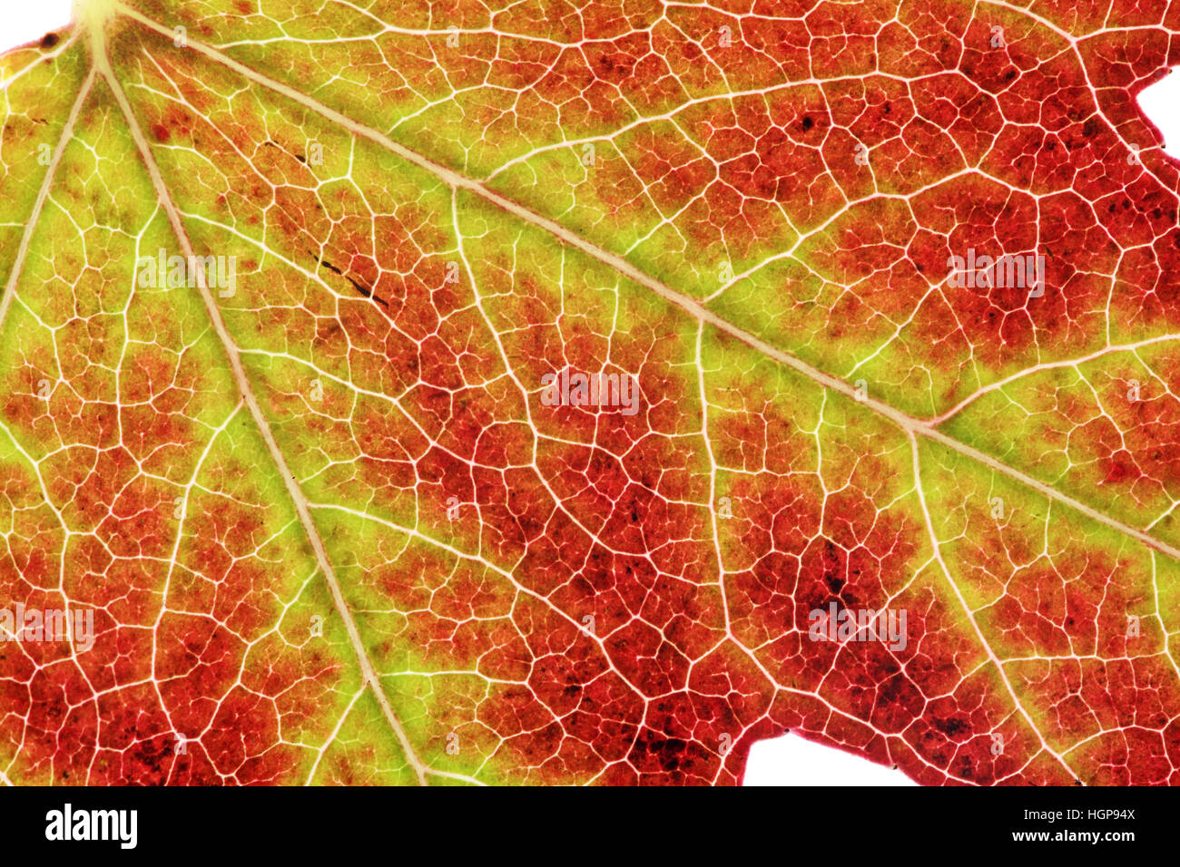 Amberbaum Liquidamber Stryaciflua Blatt Nahaufnahme Stockfoto