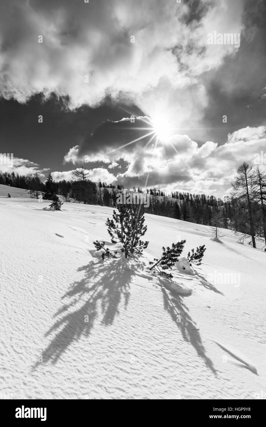 Hintergrundbeleuchtung in der Wintersaison. Lichtstrahlen auf Pinus mugo Baum und Schnee. Die Dolden. Italien, Europa. Stockfoto