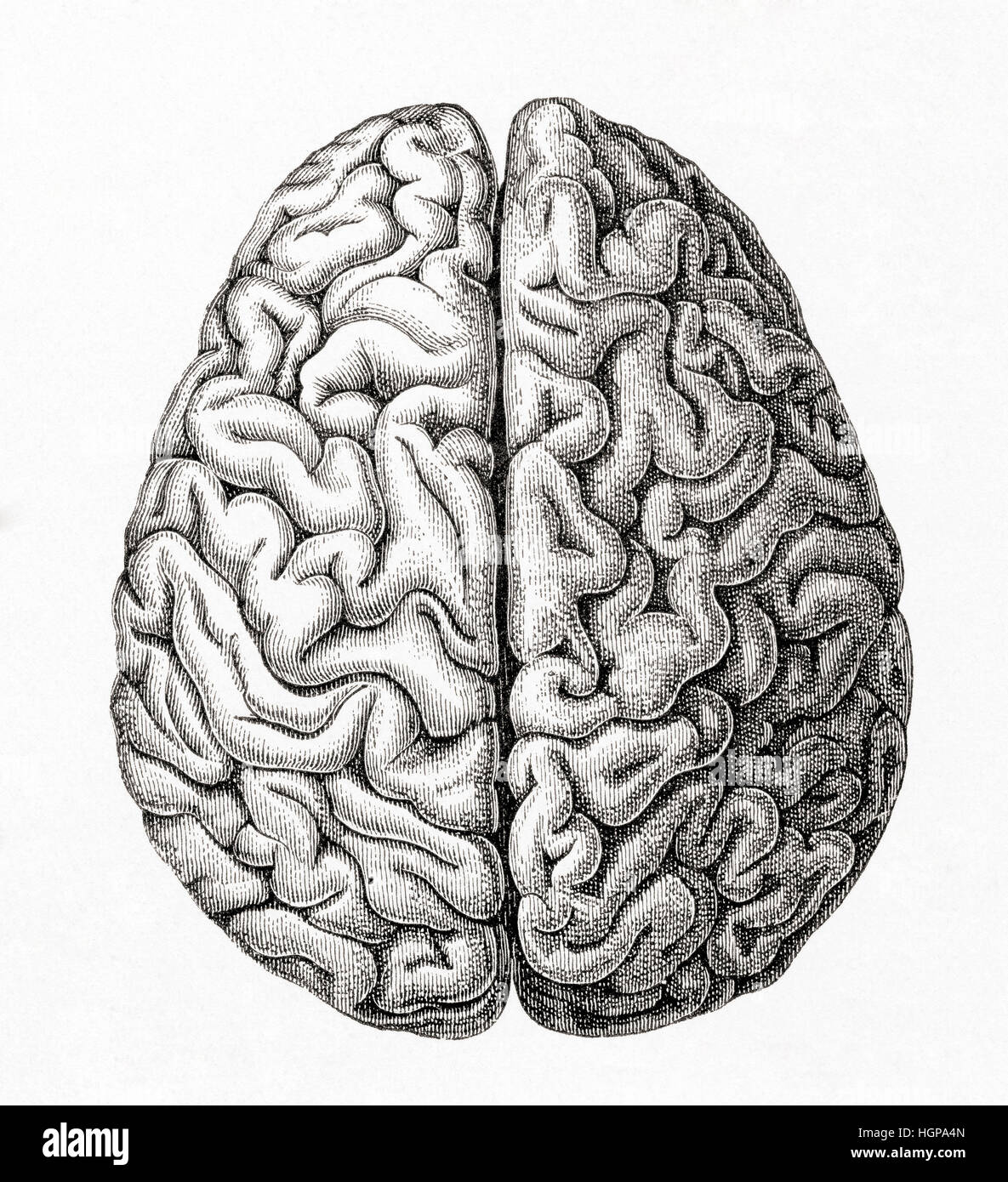Diagramm des menschlichen Kleinhirns von oben gesehen.  Aus Meyers Lexikon veröffentlicht 1924. Stockfoto