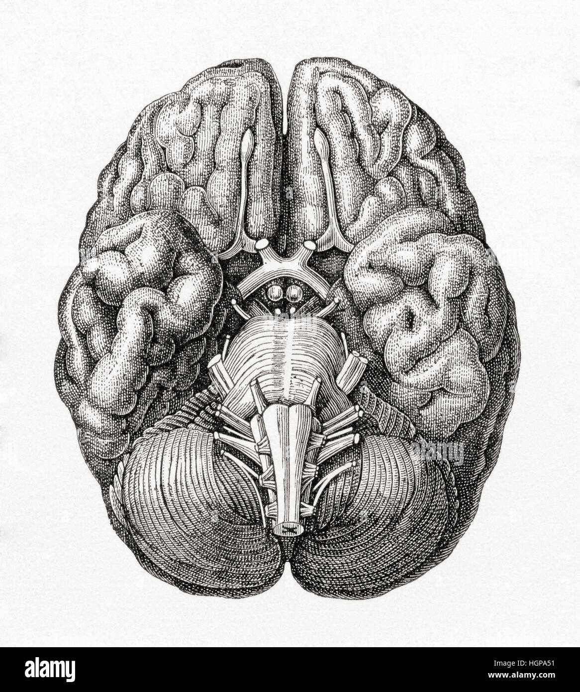 Diagramm des menschlichen Kleinhirns von unten gesehen. Aus Meyers Lexikon veröffentlicht 1924. Stockfoto