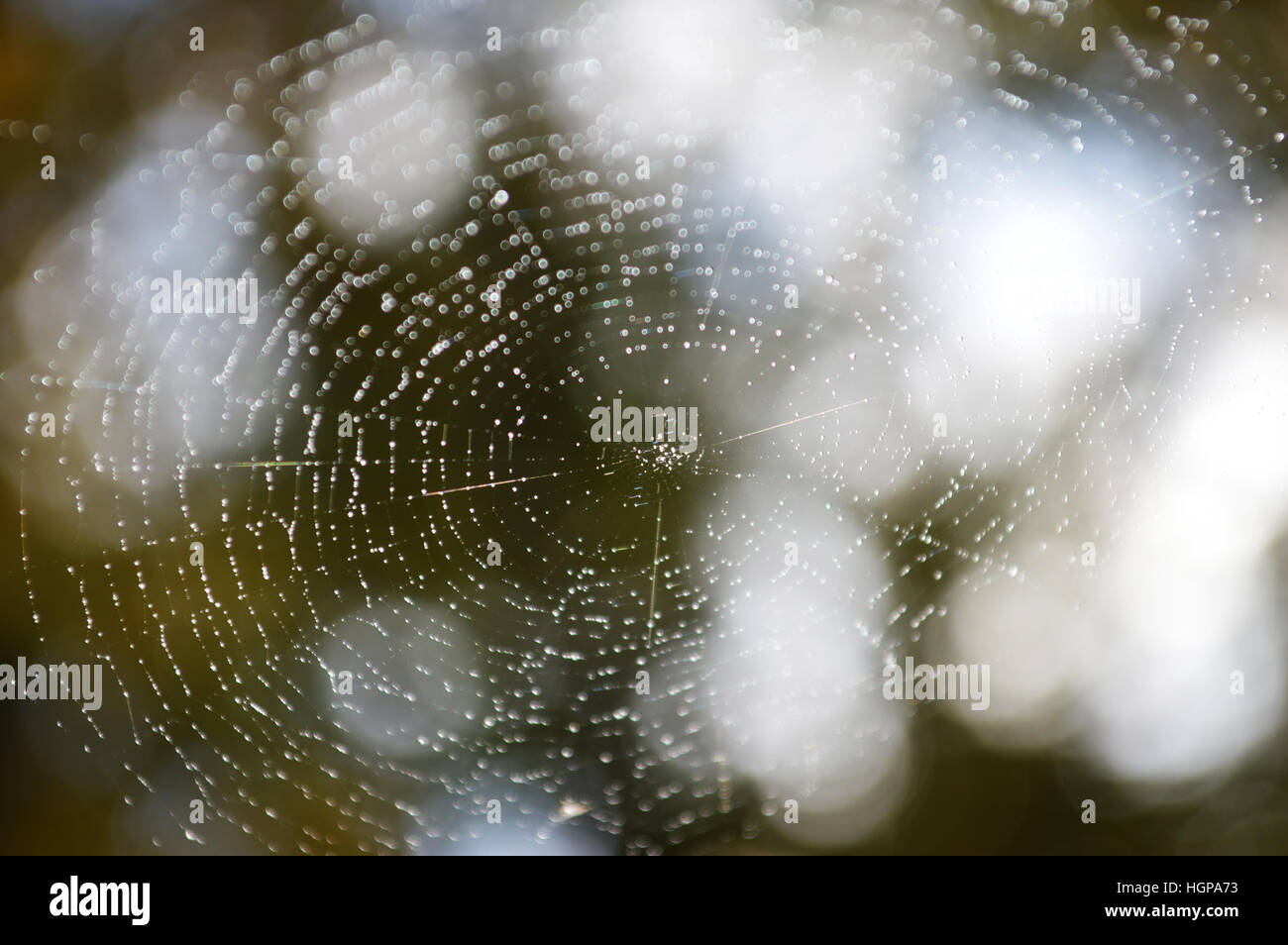 Spinne mi mit Wassertropfen nach Regen Stockfoto