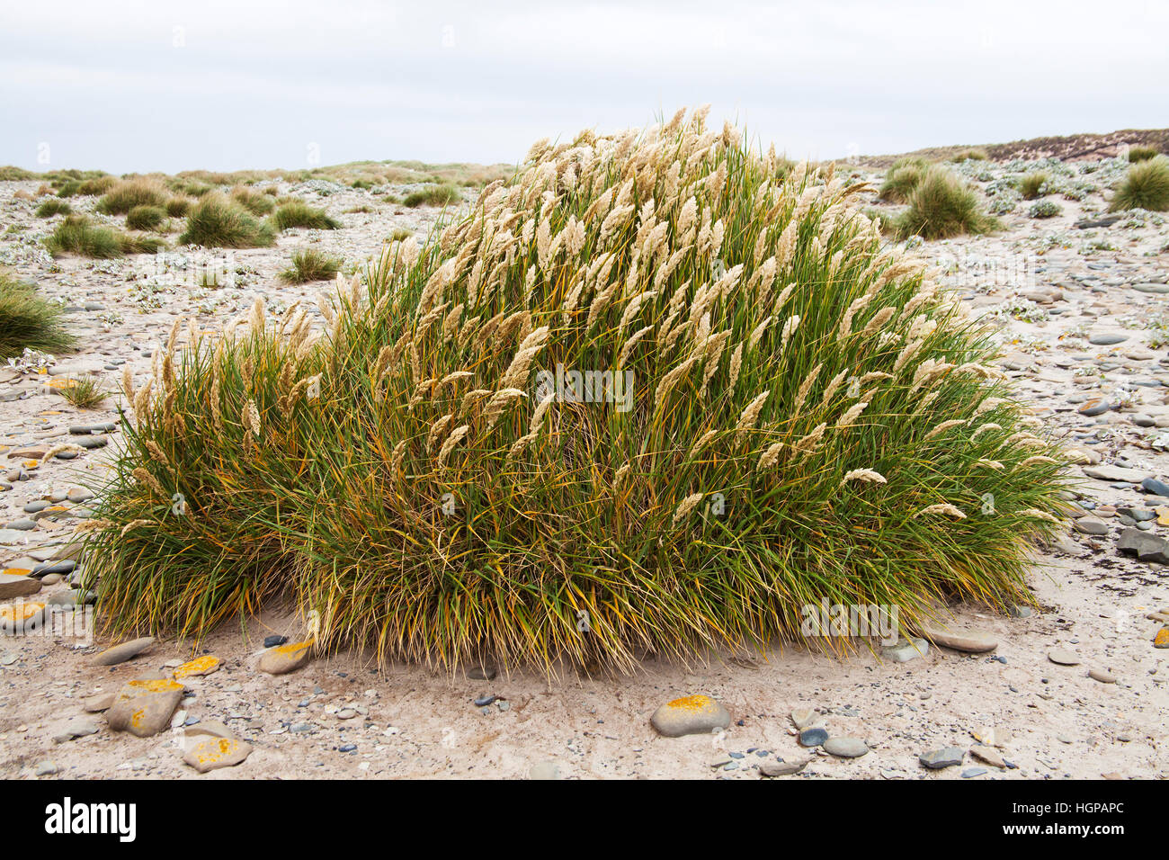 Dünengebieten Grass Ammophila Arenaria auf einem sandigen Strand Sea Lion Island Falkland-Inseln Stockfoto