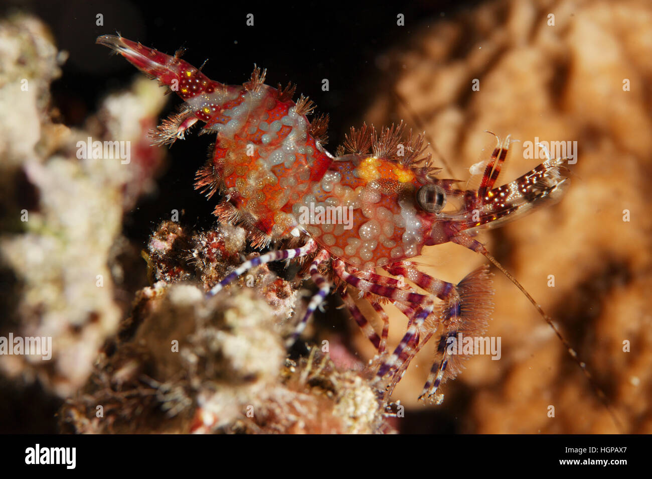 Eine Makro Nahaufnahme Schuss des Roten Meeres Marmor Garnelen Saron Marmoratus sitzt auf der Koralle genannt. Stockfoto