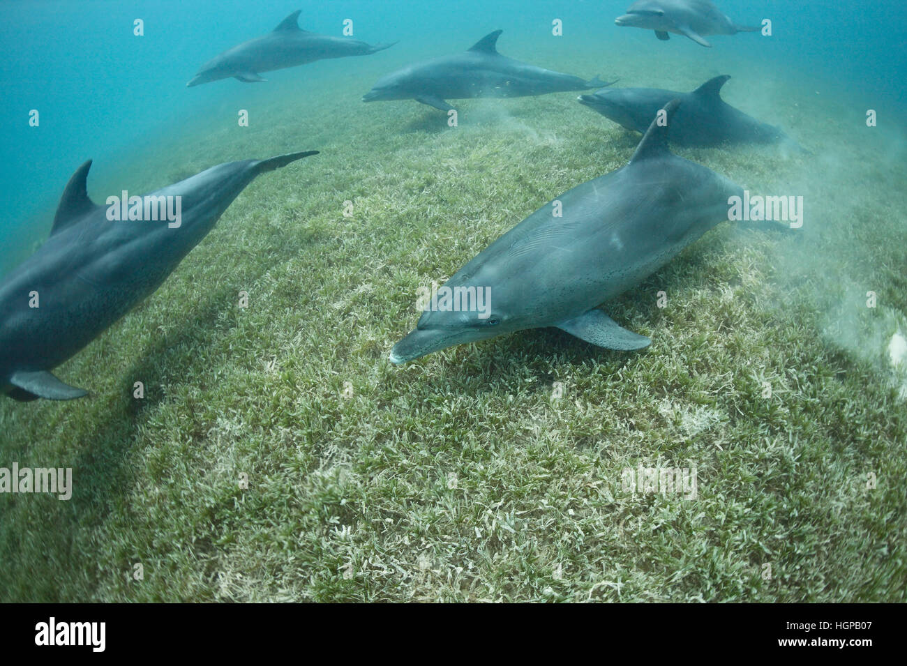 Indo-Pazifik Tümmler (Tursiops Aduncus) sind ihre Hautreinigung im Rasen Seegebiet des Roten Meeres. Stockfoto