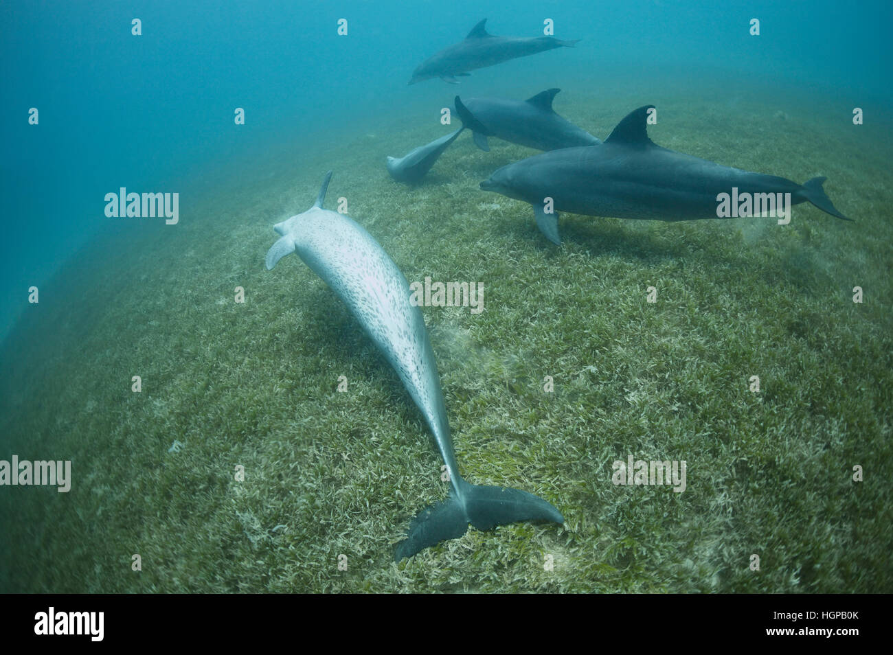 Indo-Pazifik Tümmler (Tursiops Aduncus) sind ihre Hautreinigung im Rasen Seegebiet des Roten Meeres. Stockfoto