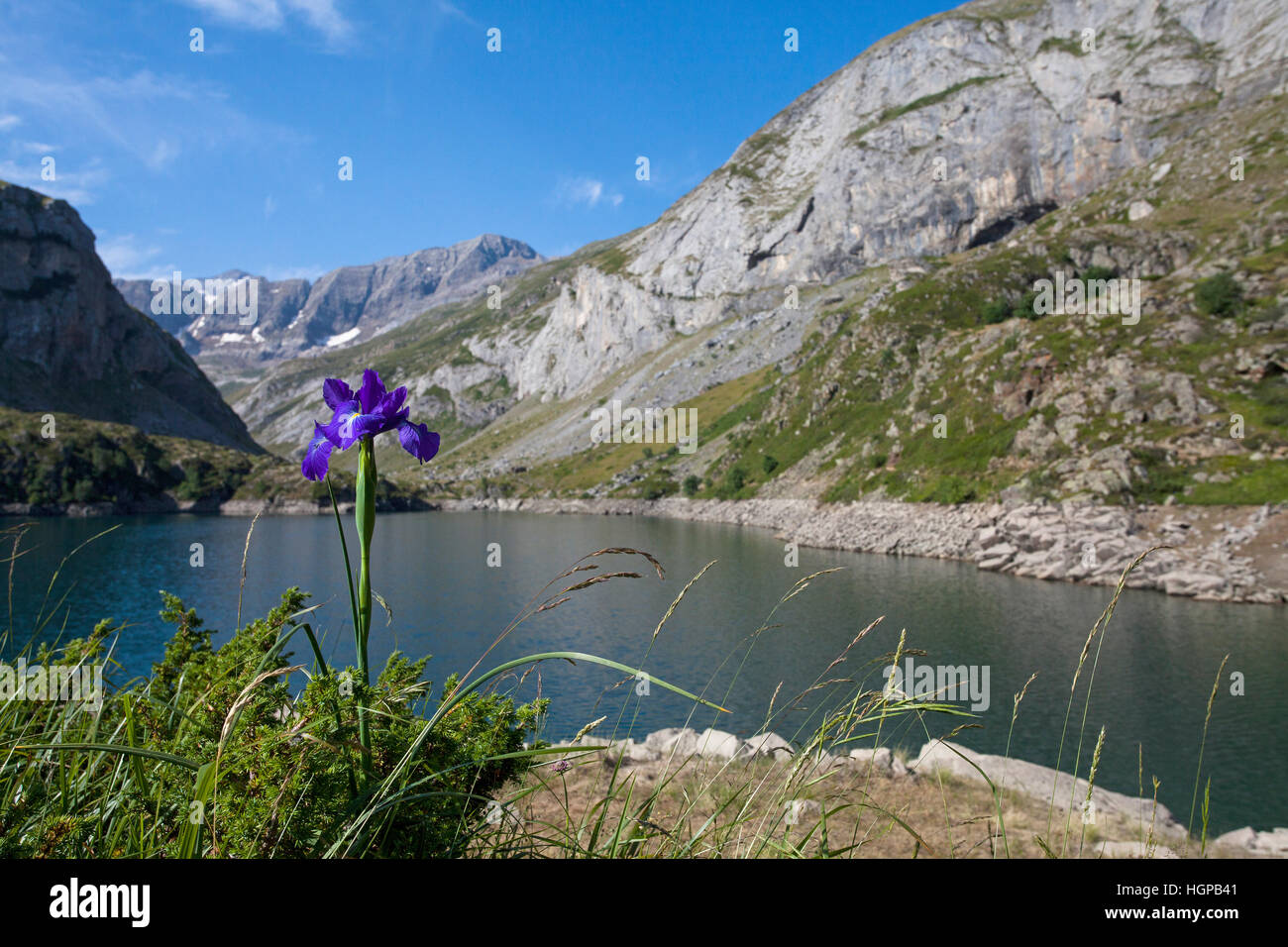 Spanische Iris Iris Xiphioide neben dem Lac des Glorietten mit der Verletzung der Tuquerouye jenseits der Pyrenäen-Nationalpark Frankreich Juli 2015 Stockfoto
