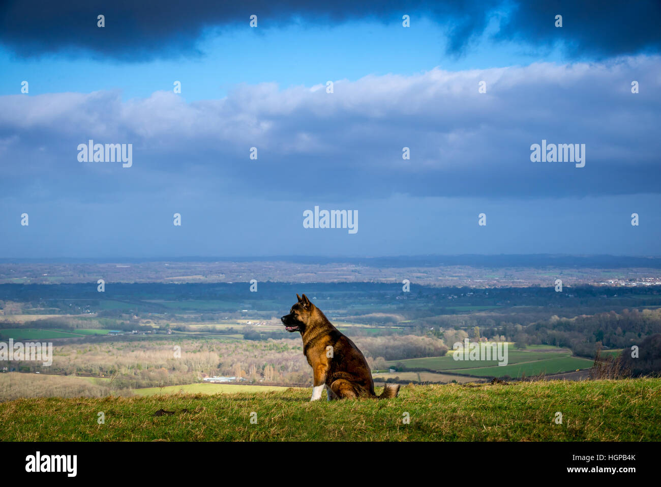 Eine amerikanische Akita Hund in den South Downs National Park Stockfoto