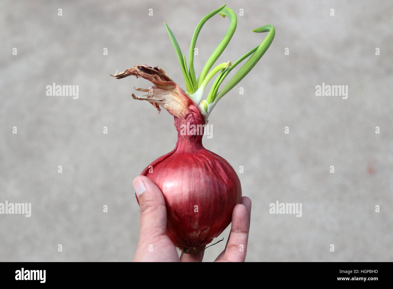 Gemüsezwiebeln mit neue Triebe sprießen Stockfoto