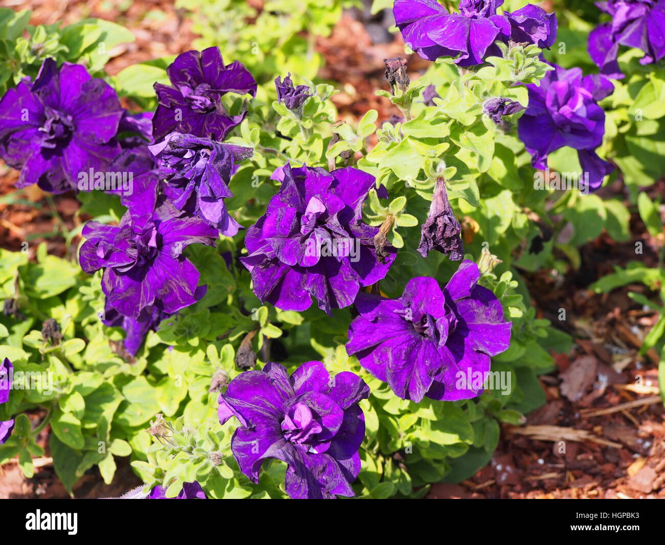 Doppelte Petunia in voller Blüte Stockfoto