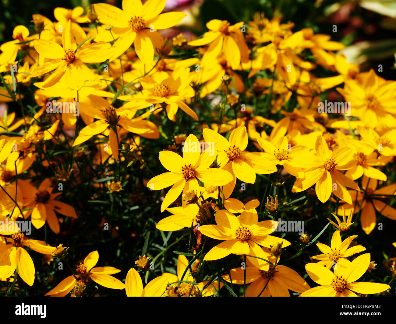 Coreopsis Verticillata 'Zagreb' - quirlige tickseed Stockfoto