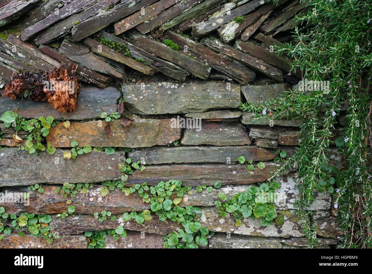 Steinmauer Stockfoto
