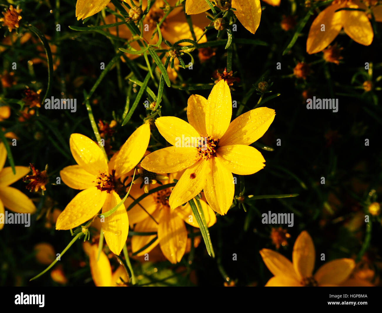 Coreopsis Verticillata 'Zagreb' - quirlige tickseed Stockfoto