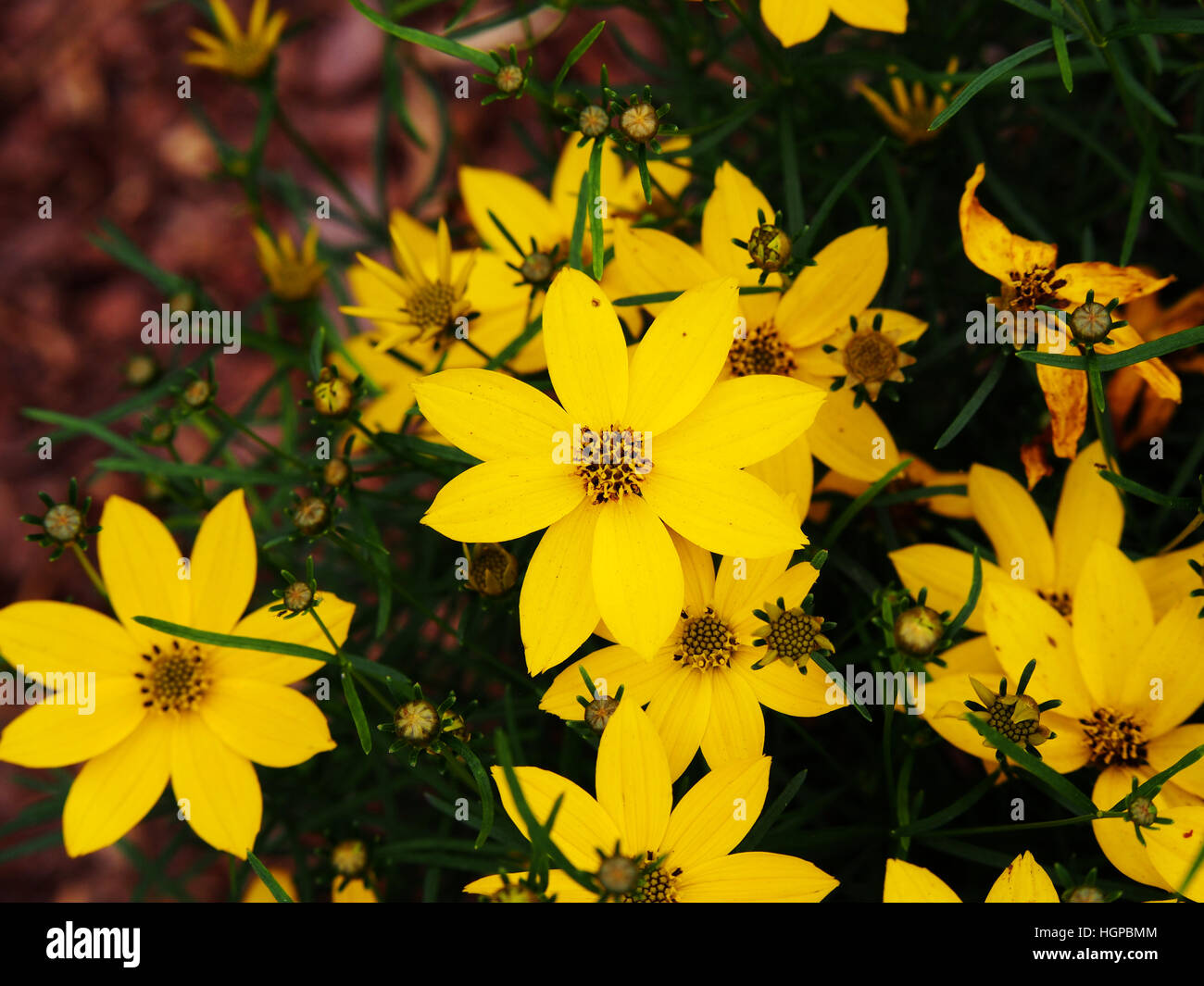 Coreopsis Verticillata 'Zagreb' - quirlige tickseed Stockfoto